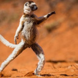 Este concurso de fotografía premia las imágenes más absurdas y divertidas del mundo animal