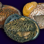 El extraordinario caracol con una armadura de hierro