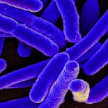 Experto en antibióticos advierte, es "demasiado tarde" para detener una crisis global por superbacteria (Eng)