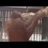 Una orangutana construye una hamaca