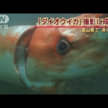 Vídeo único de calamar gigante rodado en Japón [JP]