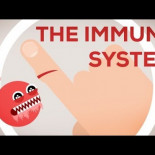 Explicación del sistema inmunitario [Eng]