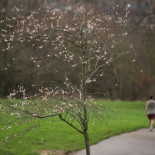 El cálido invierno en Europa altera la naturaleza