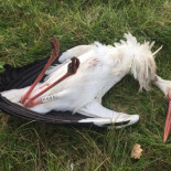 Matan de un disparo a Uzelai,  la cigüeña más emblemática de Urdaibai