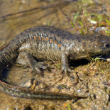 Hallan en Sierra Espuña una población reproductora de gallipato