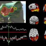 La neurociencia detrás de tus compras