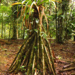 El insólito caso de la palmera que “camina”