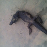 Aparece un cocodrilo muerto en una playa de Galicia