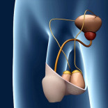 Un carpintero alemán inventa un revolucionario interruptor de espermatozoides: Entrará en la fase clínica este año [ENG]