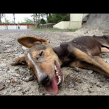 Perro agonizante es salvado
