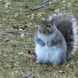 Efectos inesperados del calentamiento global: ardillas con sobrepeso