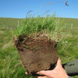 El abandono del pastoreo traerá consecuencias ecológicas y socio-económicas en cadena