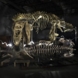 Hace 600 millones de años un accidente biológico cambió todo [eng]