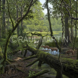 Galería de trabajos de Raúl Martín, reconocido Ilustrador de Paleontología
