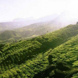 La agricultura detuvo un enfriamiento global hace 7.000 años