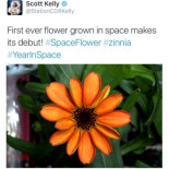Lo siento NASA pero esta no es la primera flor en el espacio