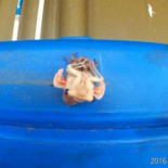 Time-lapse de una cigarra saliendo de su exoesqueleto [EN]