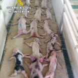 Matan a 19 lechones saltando sobre ellos y lo difunden por WhatsApp