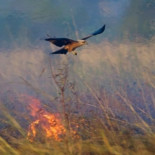 Rapaces australianas aprenden a usar el fuego para cazar