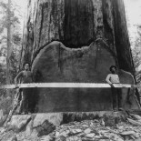El ser vivo más alto del mundo sigue creciendo