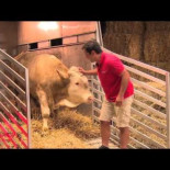 Toro salta de alegría tras ser liberado