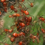 Las extrañas arañas sociables del Amazonas que viven en espeluznantes comunidades de 50.000