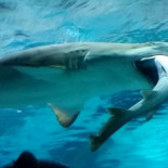 Un tiburón engulle a otro en un acuario de Seúl