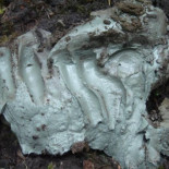 Una arcilla medicinal usada por indios norteamericanos tiene efectos bactericidas potentísimos