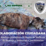 Desconocidos asaltan un refugio de animales y cometen una matanza