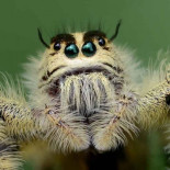 El impresionante salto de la araña saltadora más grande del mundo