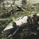 Cazadores furtivos abaten a un piloto británico en Tanzania