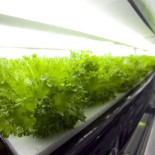 Una firma japonesa sustituirá a todos sus agricultores por robots