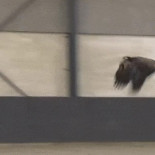 La policía holandesa entrena águilas para derribar drones