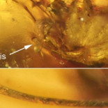 Ámbar conserva una erección arácnida desde hace 99 millones de años