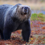 La mitad de los ataques de grandes carnívoros se debe a imprudencias humanas