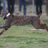 Kentaro, el lince ibérico que recorrió 2.410 kilómetros hasta llegar a Galicia [GAL]