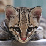 Reaparece un felino que se creía extinto hace diez años en Argentina