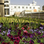 En Copenhague ya son obligatorias las azoteas verdes