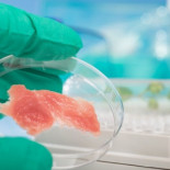 Israel planea producir carne de pollo sin cría ni matanza de animales