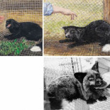 Los zorros plateados de Belyaev