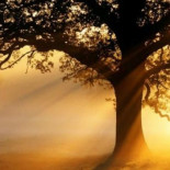 Cómo Europa contribuyó al calentamiento global plantando árboles