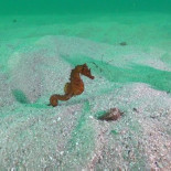 Caballitos de mar en las Cíes [GAL]