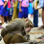 Detienen a un mono ladrón y lo exponen a una humillación pública en la India
