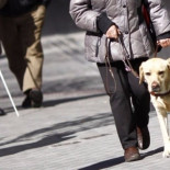 Agreden a una invidente con un bate de béisbol al intentar entrar con su perro guía a una tienda de alimentación