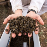 Muertes masivas de abejas en Valencia, Murcia y Andalucía