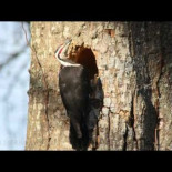 Time lapse de un pájaro carpintero americano haciendo el nido