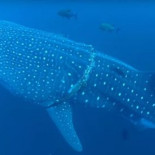 Submarinista libera a un tiburón ballena