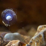 Olm: los huevos del antiguo "dragón" que tienen en vilo a Eslovenia