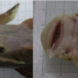 Este parásito del Amazonas infecta a sus presas y estalla dentro como en Alien