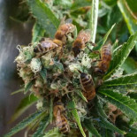 Nicolas Trainerbees, el apicultor que ha conseguido que sus abejas hagan miel con resina de marihuana